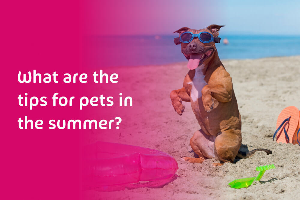 What are the tips for pets in the summer?