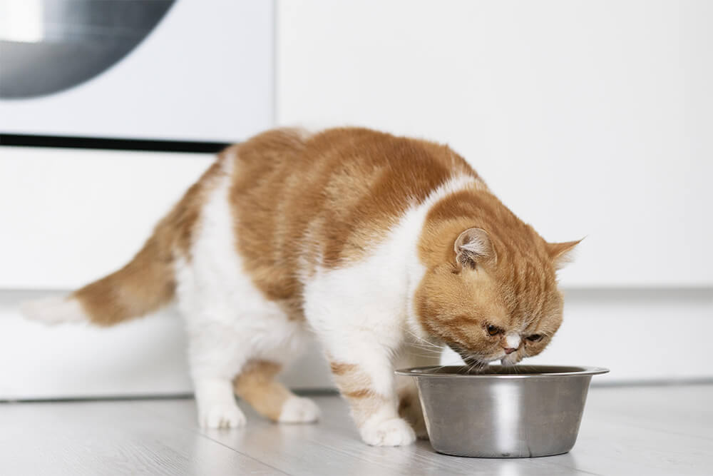 Wet Cat Food vs. Dry Cat Food