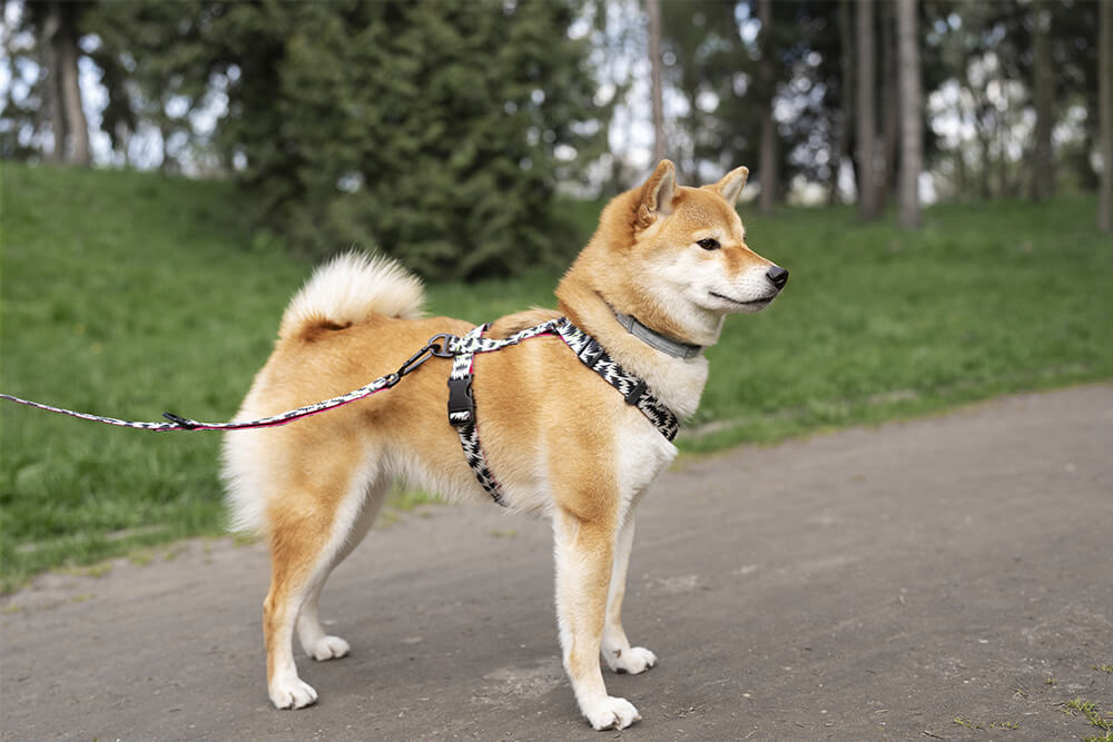 Top 10 Dog Leashes for Training