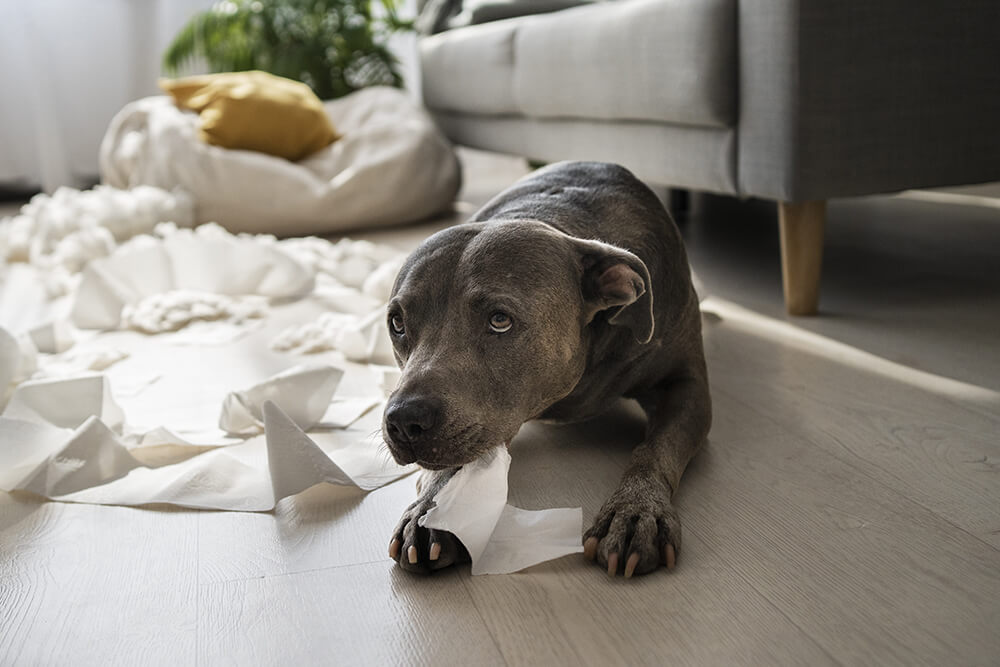 How to help your dog with separation anxiety?