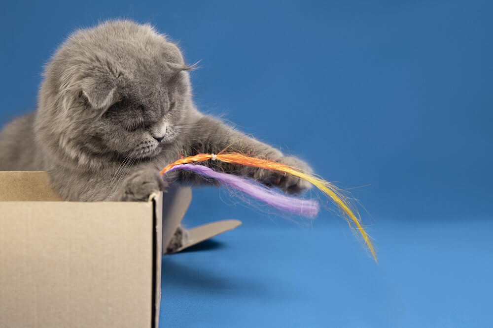 How do I keep my cat entertained?