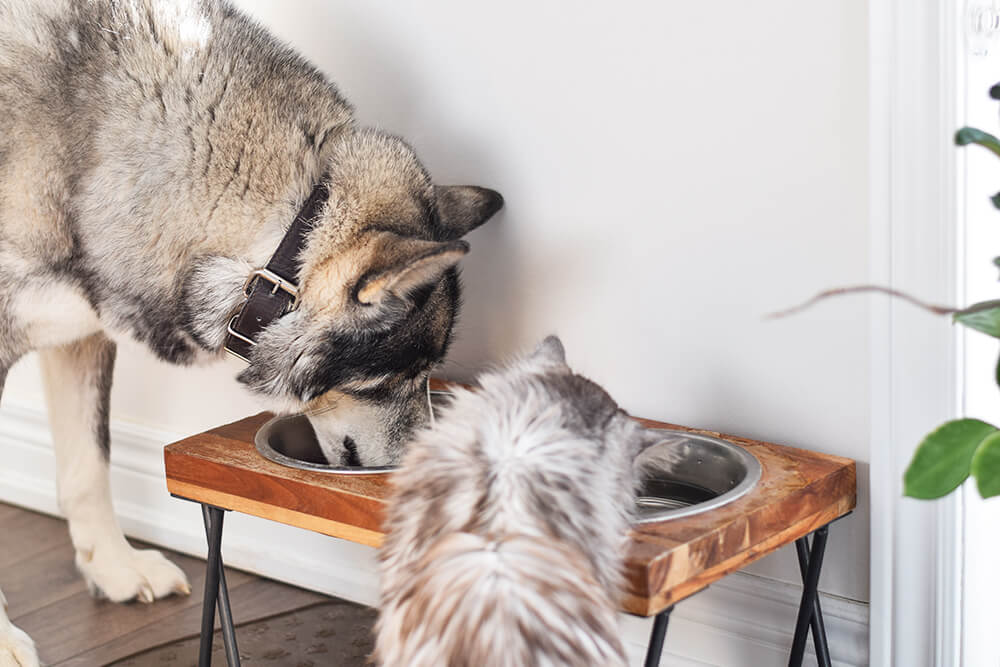 Ways To Cut Costs On Pet Food