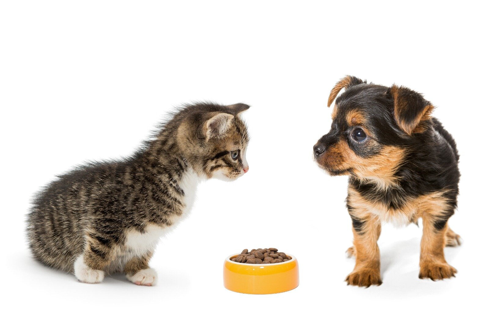 High-Quality Pet Food and Supplies