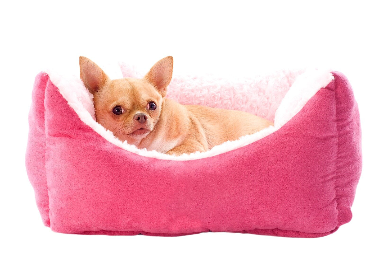 Dog beds