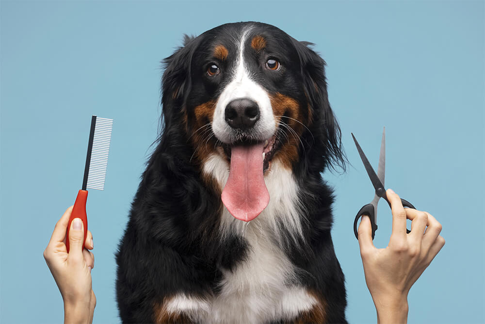 Pet Grooming Services in Dubai