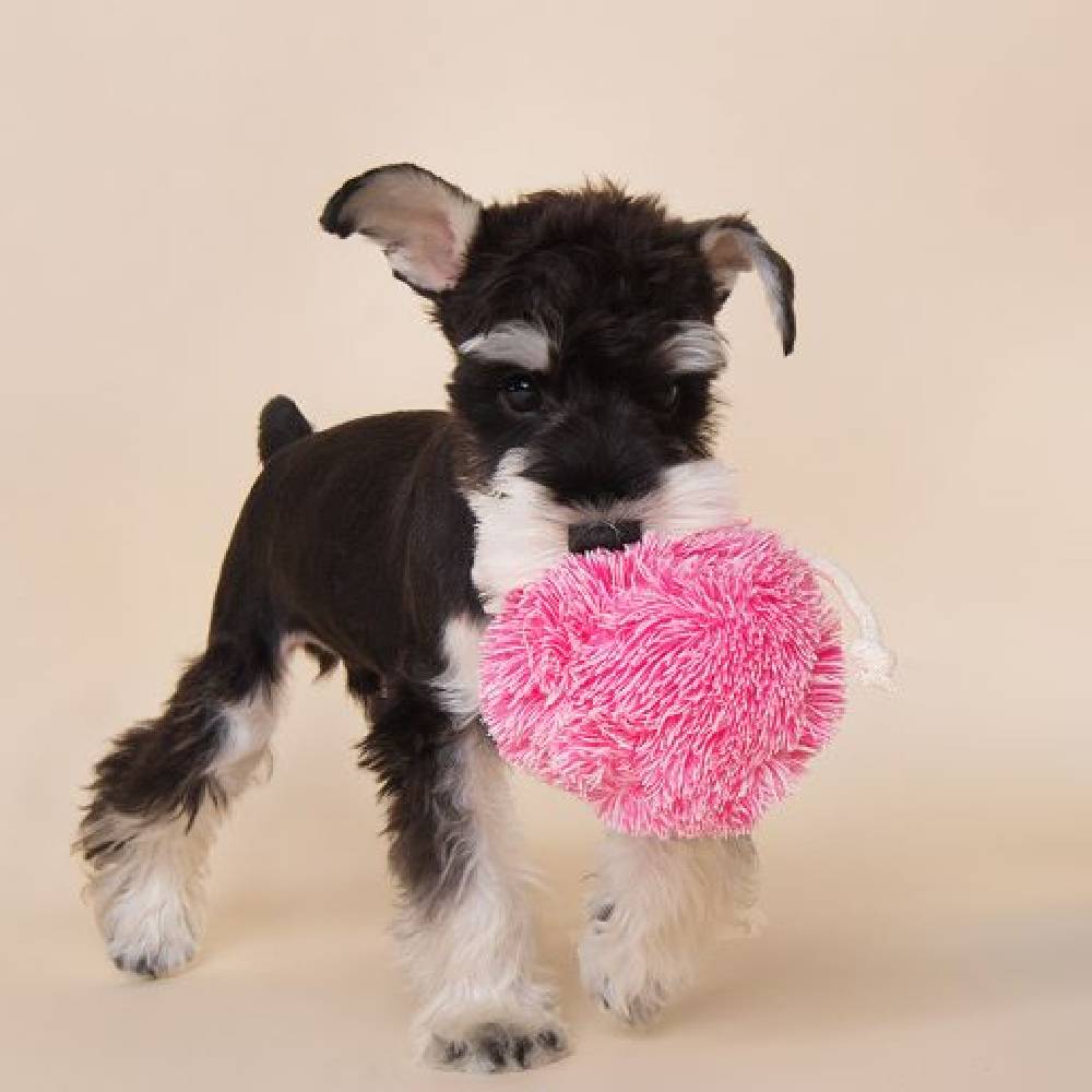 Puppy Life - Cute Fluffy Squeaky Ball Shaped Dog toy