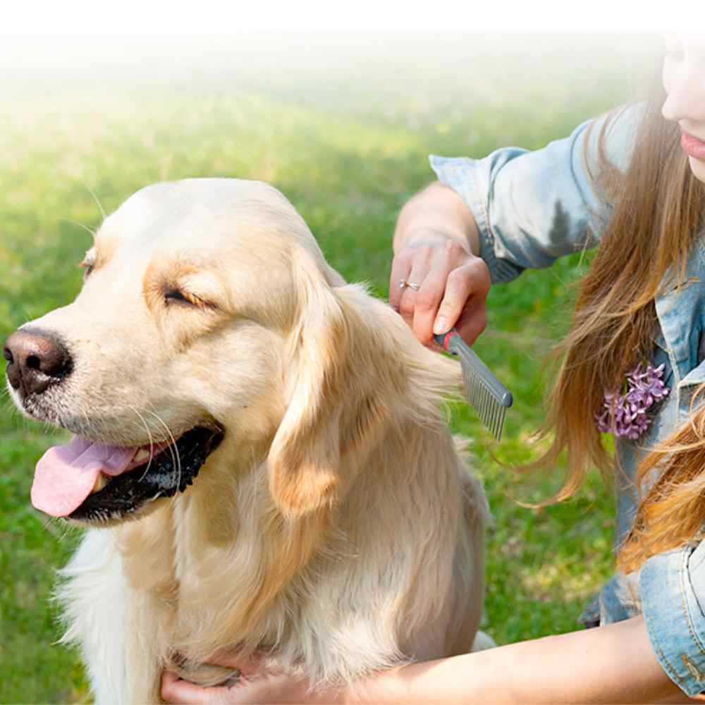 Gigwi - Regular Comb for Dogs and Cats