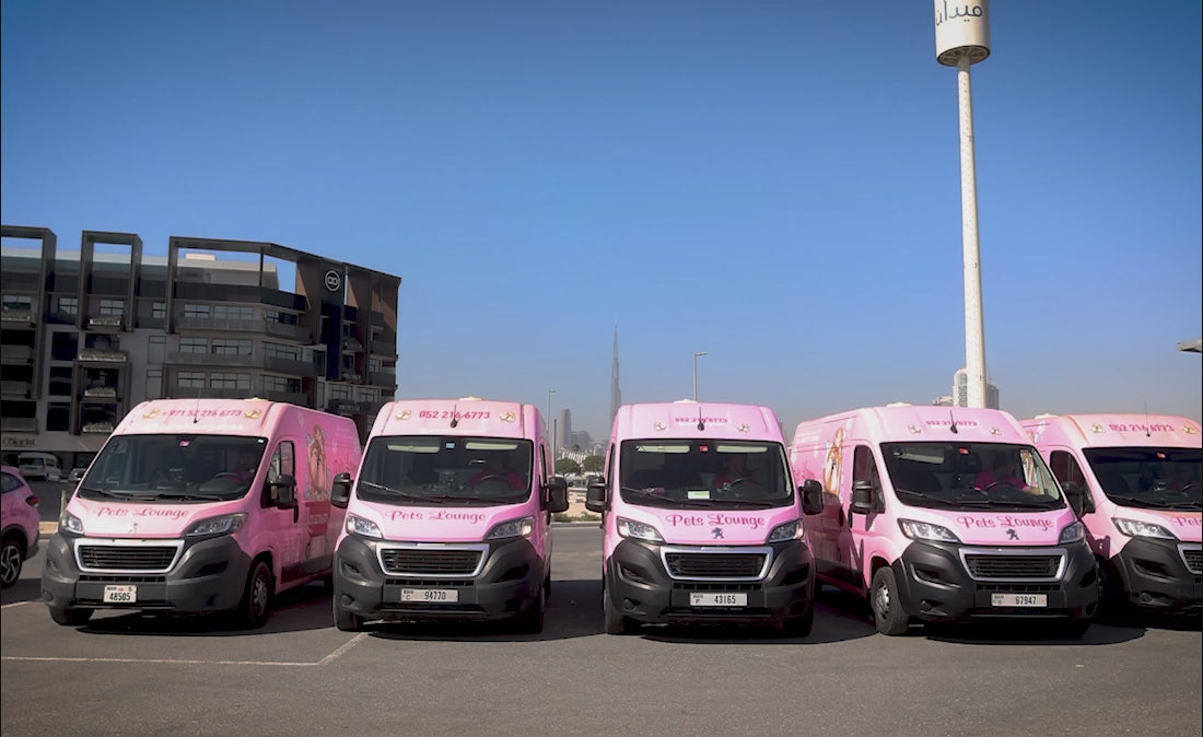 Load video: Pet Grooming Dubai
