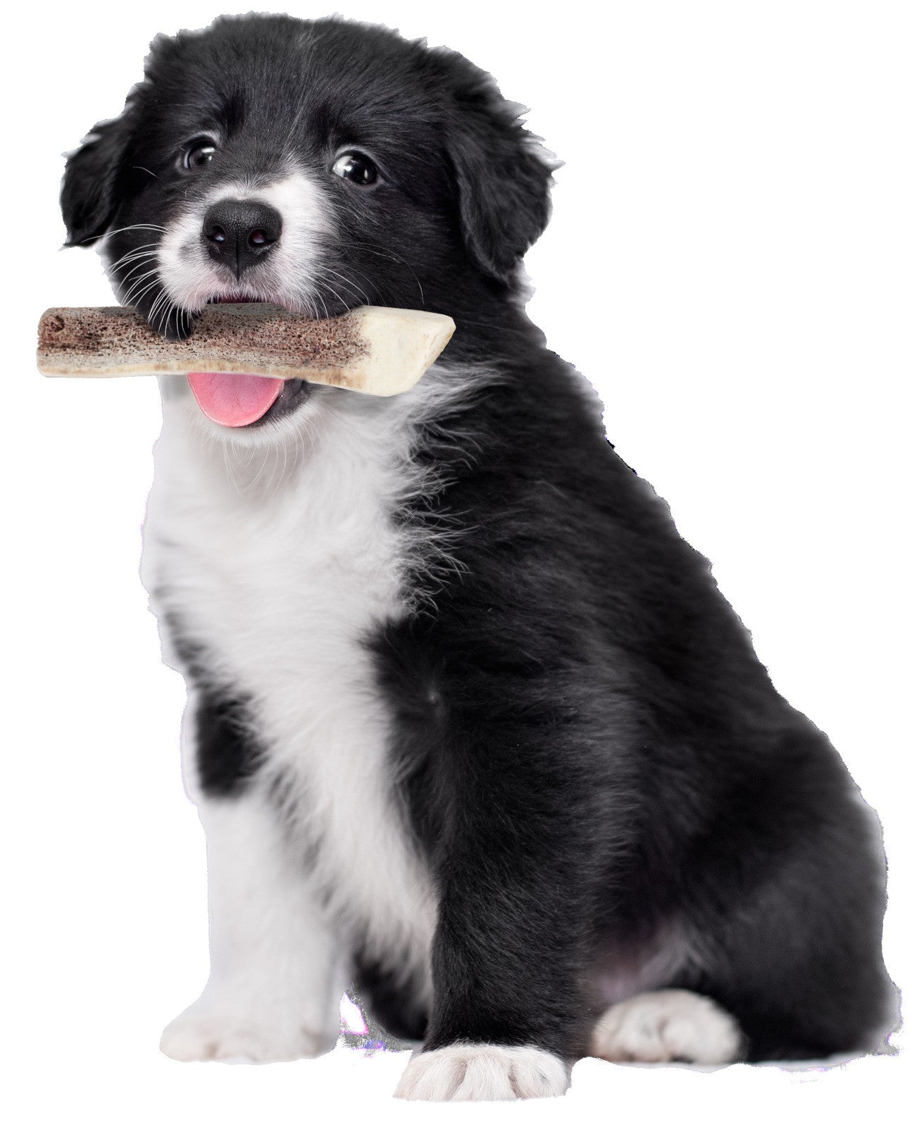 Zolux - Natural Deer Antler For Puppy