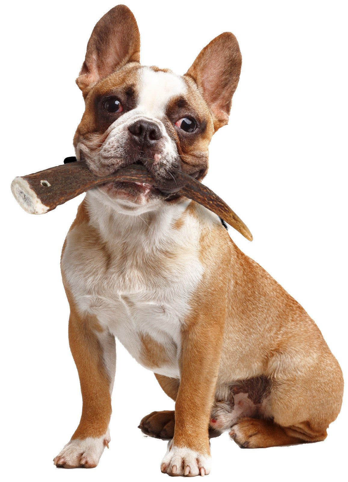 Zolux - Natural Deer Antler Hard For Dogs Under 15Kg