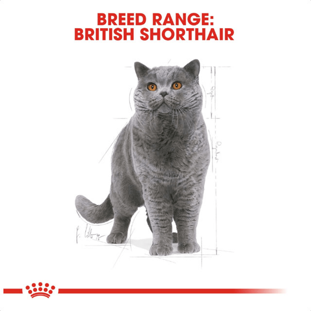 ROYAL CANIN - British Shorthair Adult 4 KG Cat Dry Food