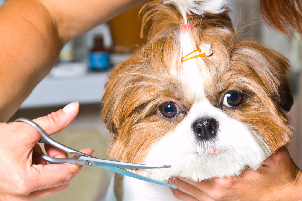 Dealing With Dog Hair ‘Down There’: How To Give Your Dog an Easy Sanitary Trim at Home