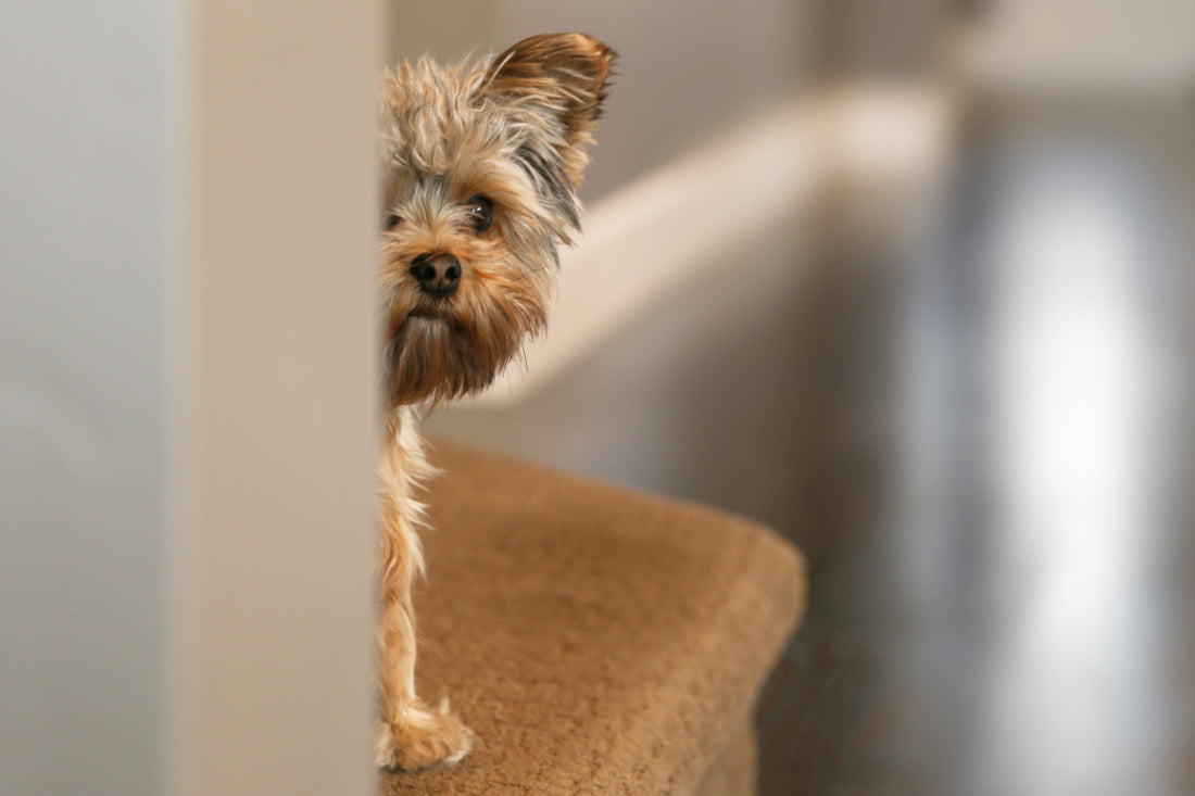 Poop Eating: How to Put an End to Your Dog’s Dirtiest Habit