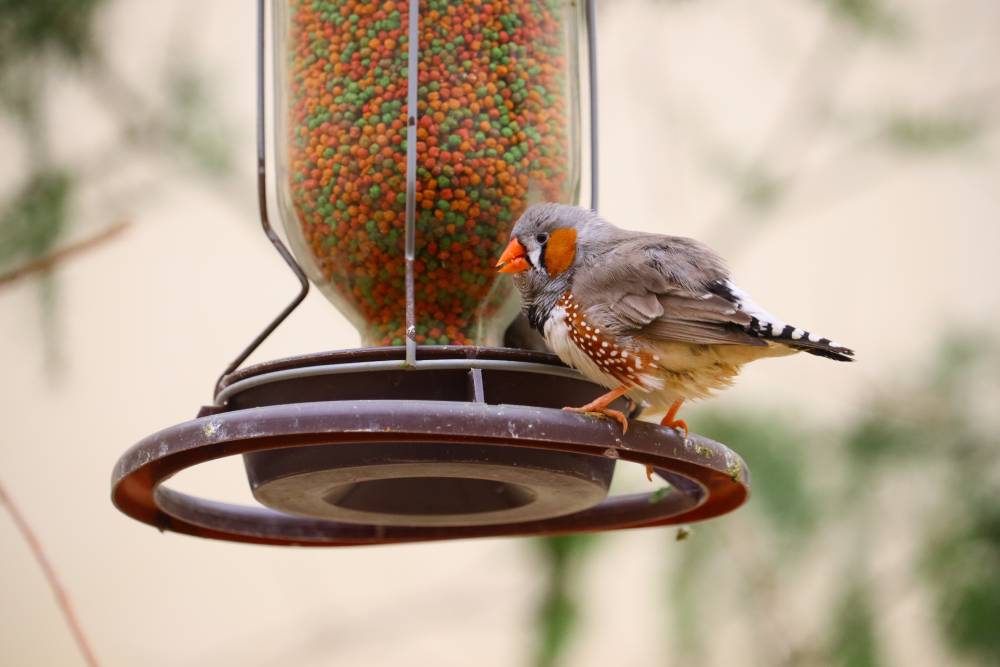 Top Must-Have Accessories for Birds