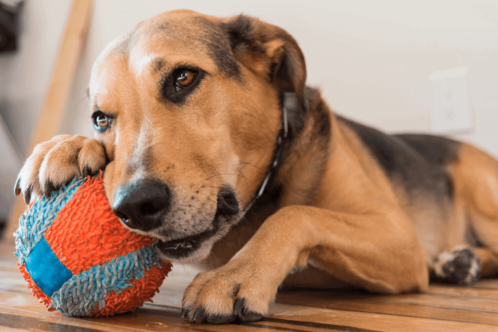 6 Benefits of Chew Toys for Dogs