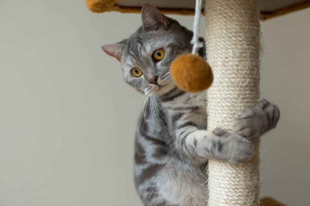 Best Cat Scratchers