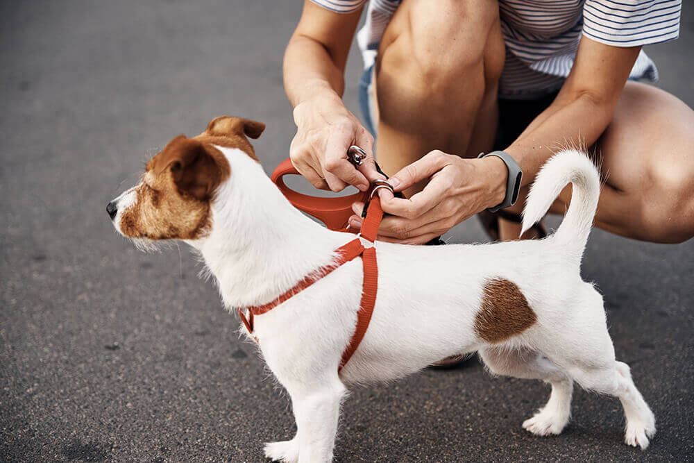 Best Dog Leashes of 2024: Ideal Selections for Each Dog