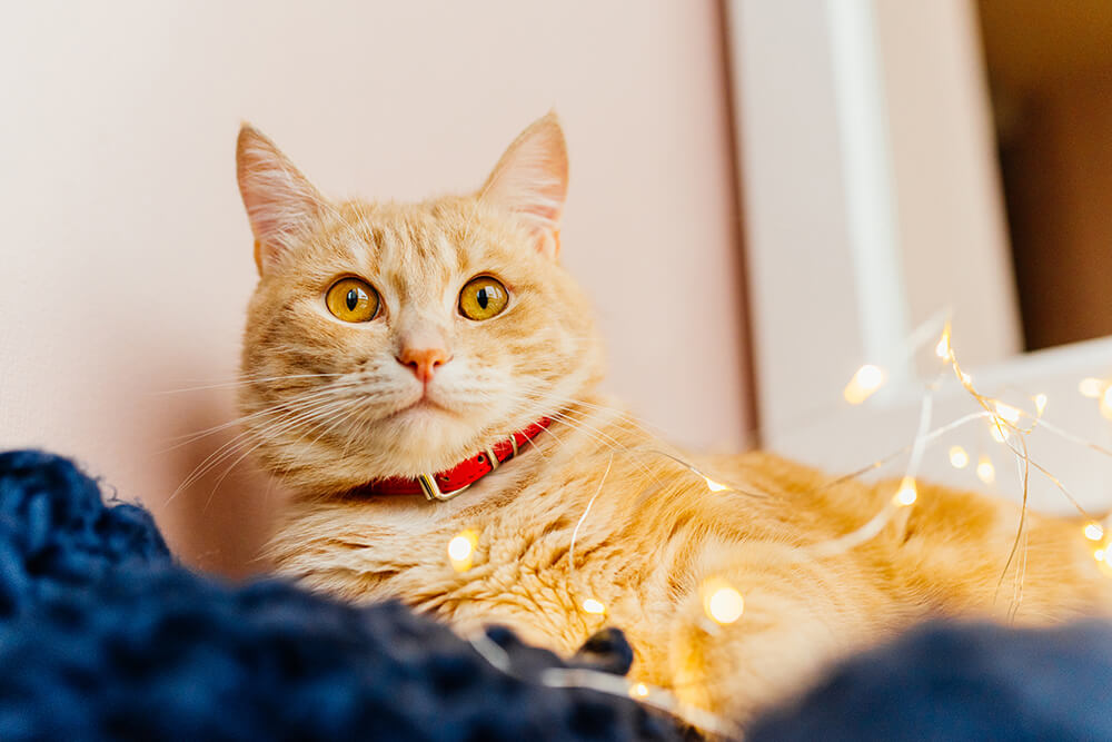 How to Keep Your Cat Happy, Enriched and Entertained