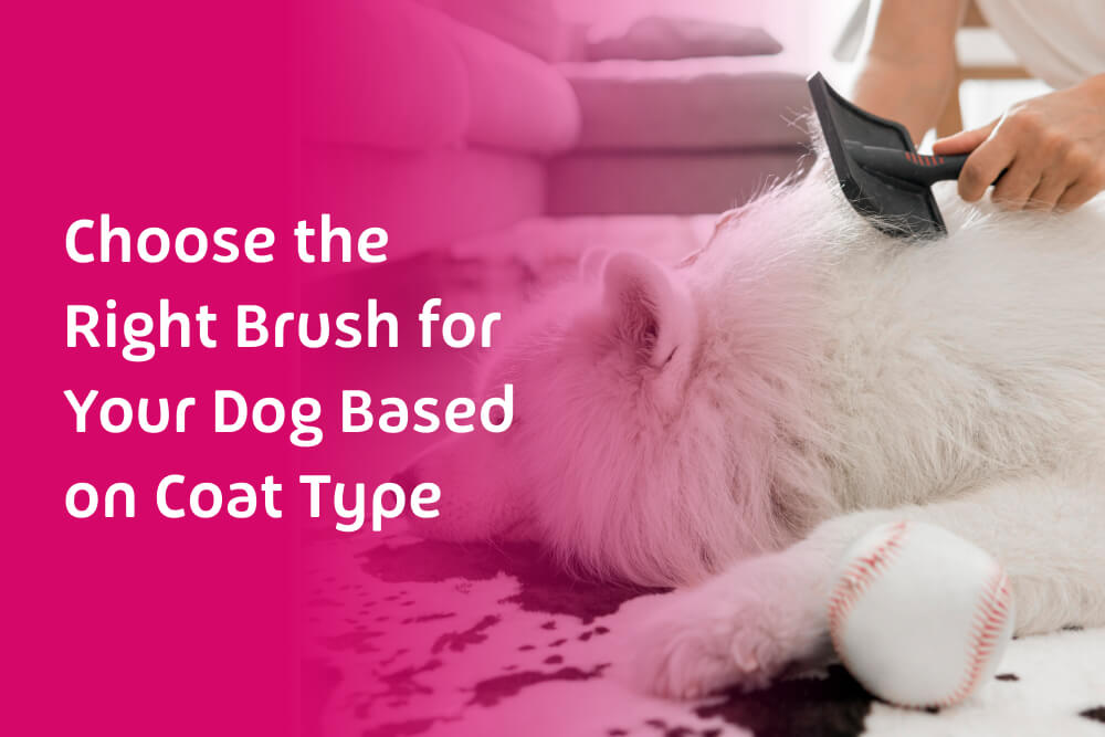 How to Choose the Best Brush for Your Dog’s Coat Type?