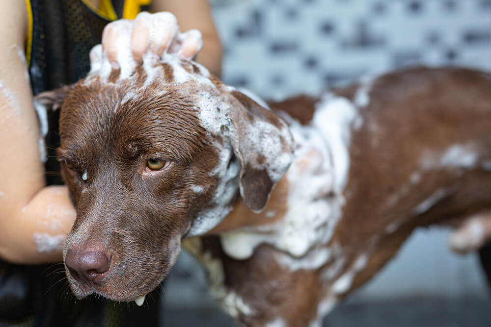 How to Choose the Right Shampoo for Your Pet's Coat Type