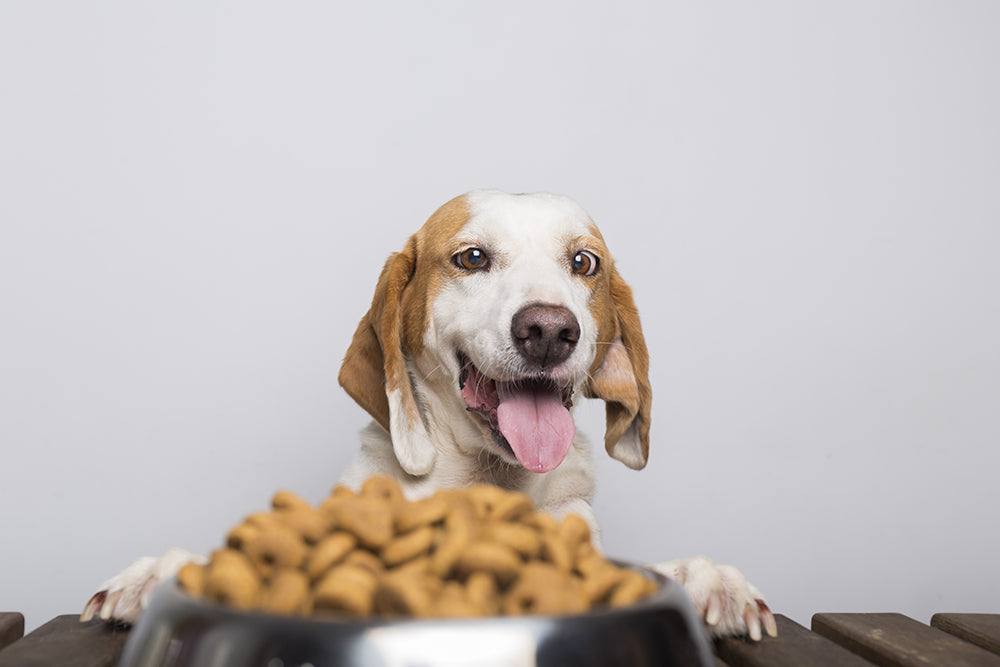 High-Quality Dog Dry Food
