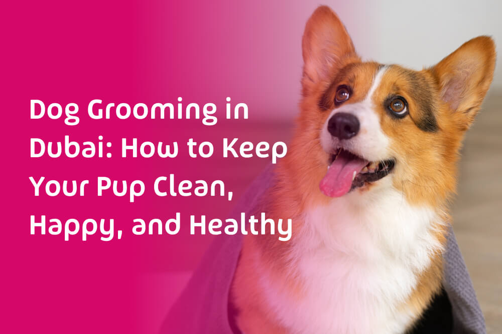 Dog Grooming: How to Keep Your Furry Friend Clean, Happy, and Healthy
