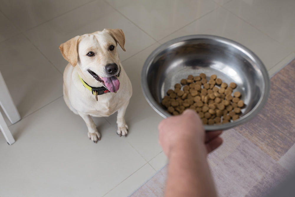 Dog Wet Food vs. Dry Food: Which is Better?