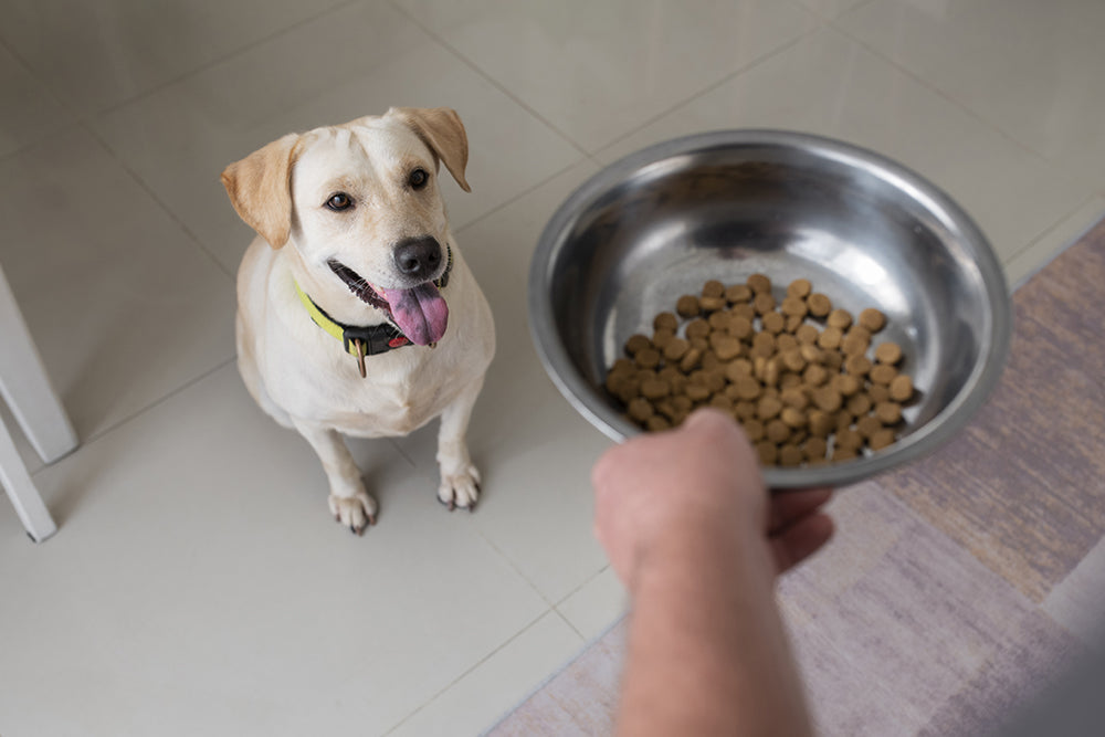 Dog Wet Food vs. Dry Food