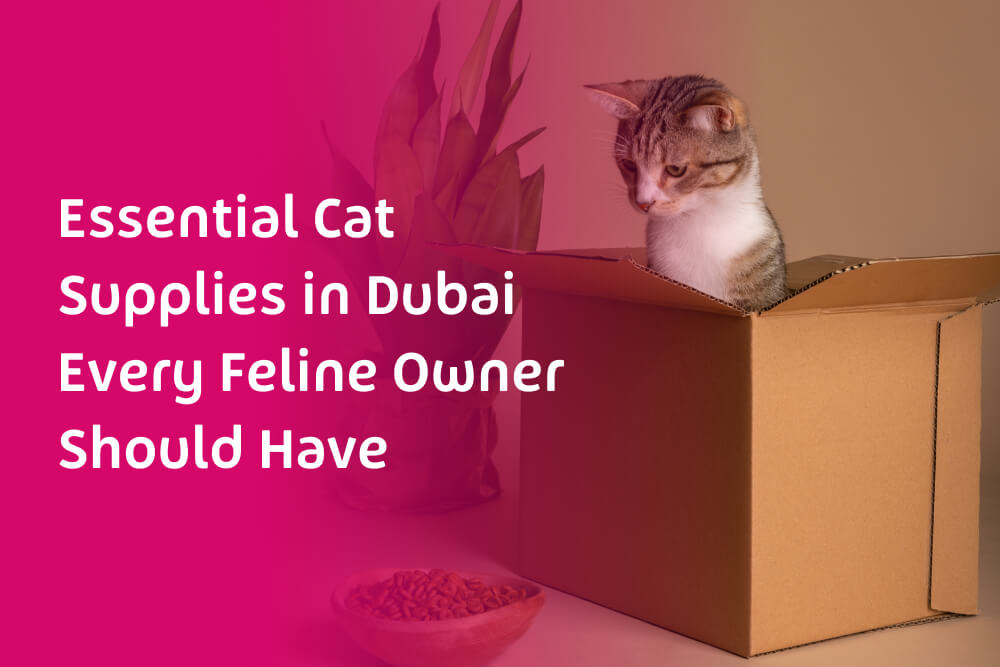 Essential Cat Supplies in Dubai Every Feline Owner Should Have