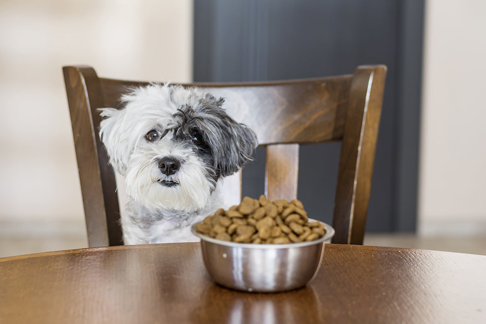 Best Foods for Dogs with Allergies
