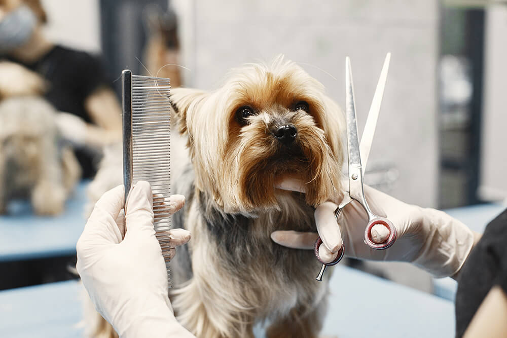 Pet Grooming in Dubai