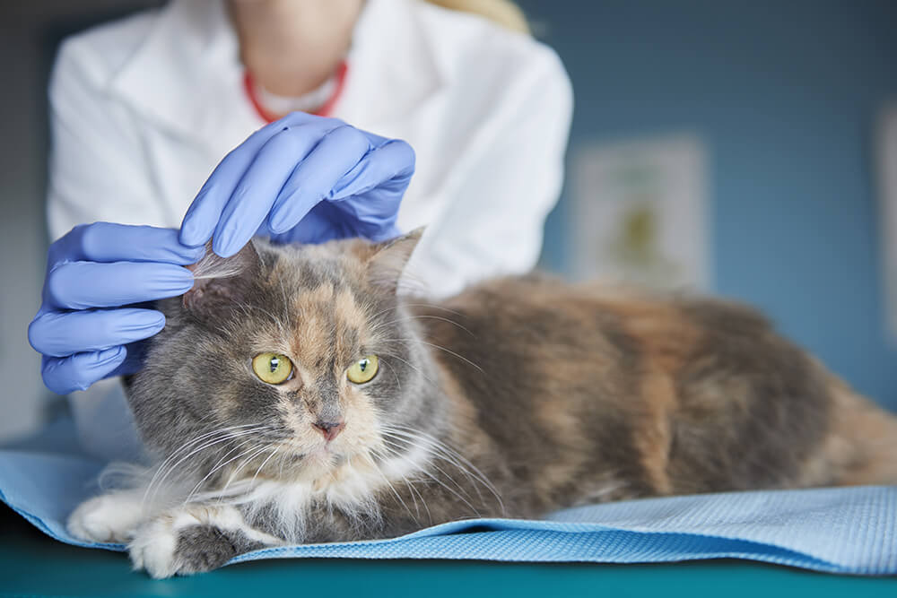 Guide to knowing the basics of your cat's health