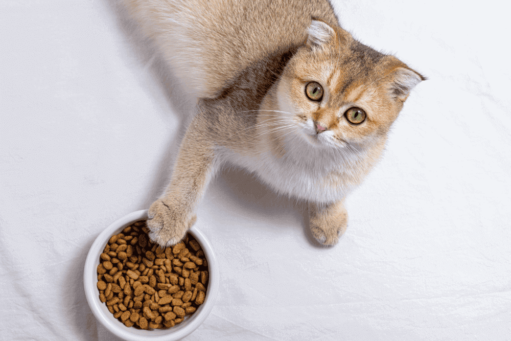 How to Choose the Right Food for Your Cat