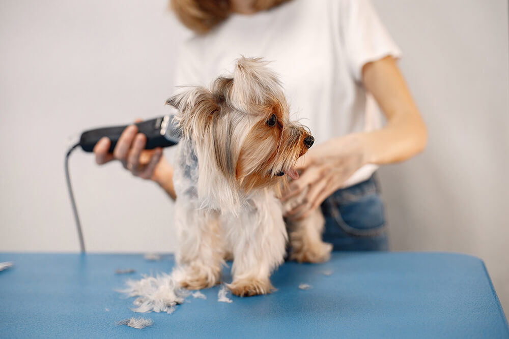 How important is pet grooming?