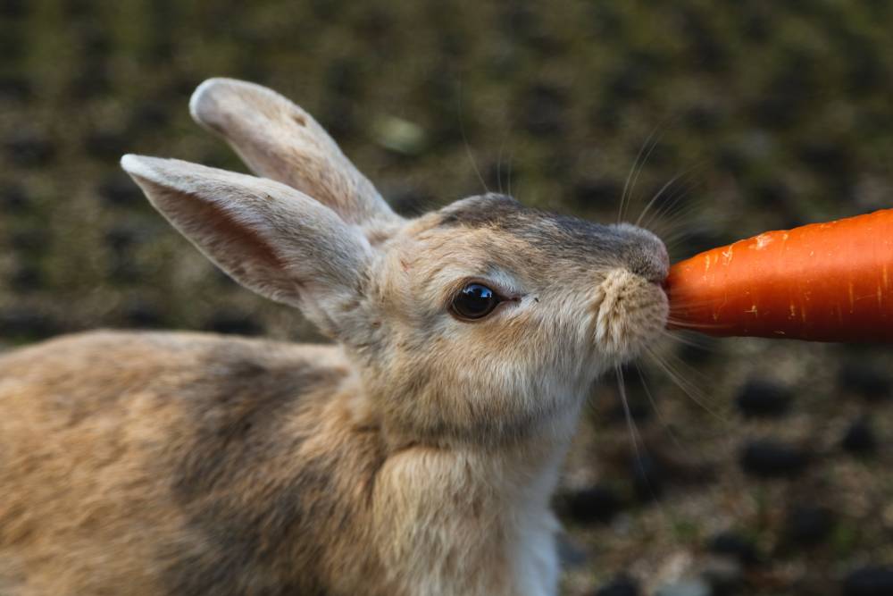 Rabbit’s Favorite Food