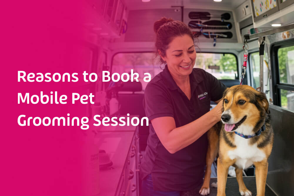 Reasons to Book a Mobile Pet Grooming Session