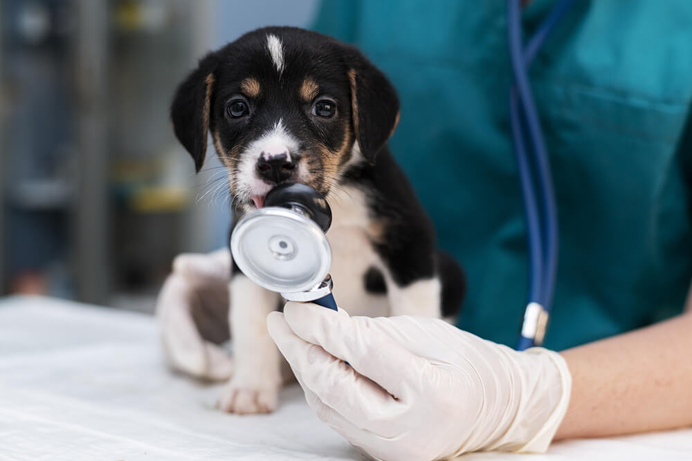 Routine Health Care of your Dog