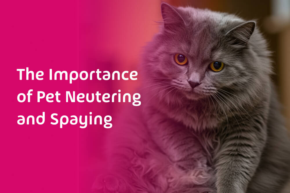 The Importance of Pet Neutering and Spaying