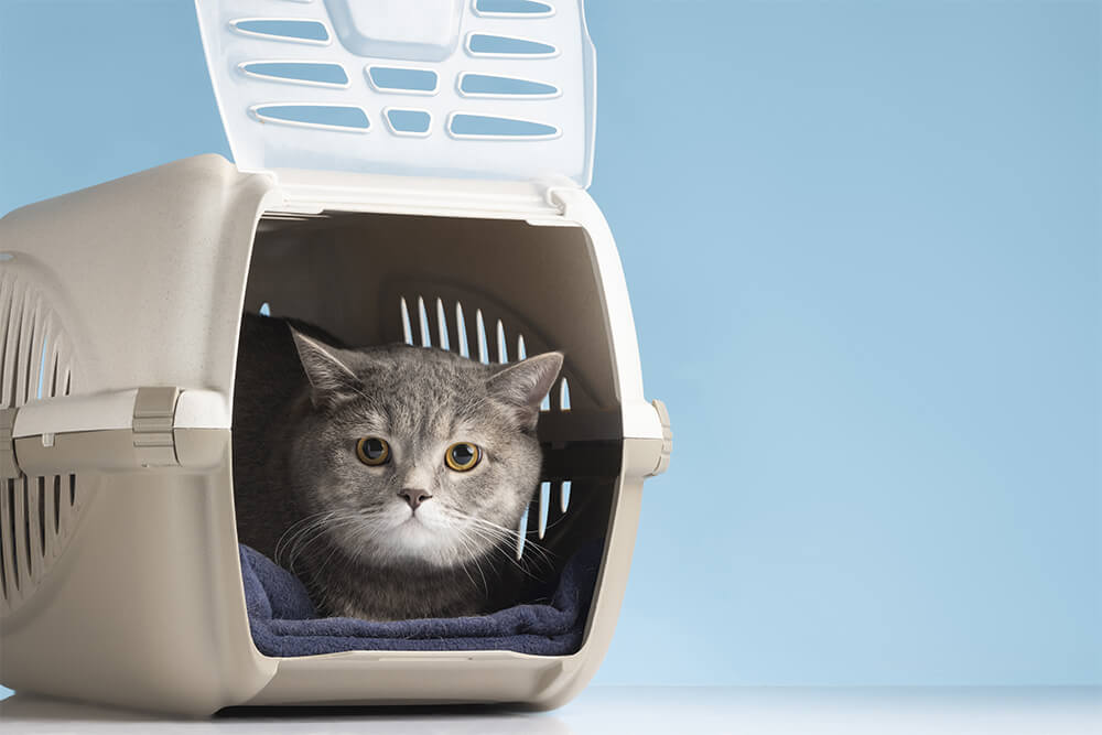 Tips for Introducing New Cat Litter to Your Feline Friend