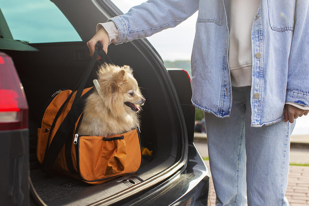 Essential Pets Supplies when Traveling 