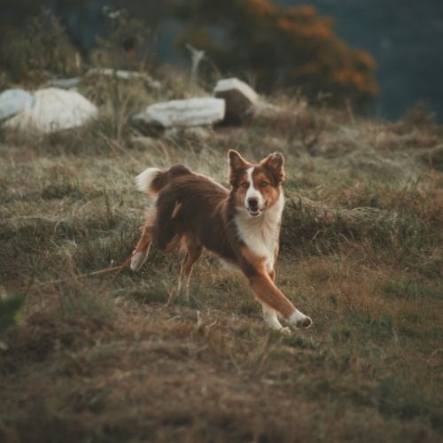 Dog leashes for Training