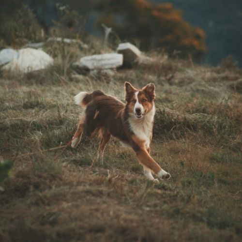 Off-Leash Dog Training