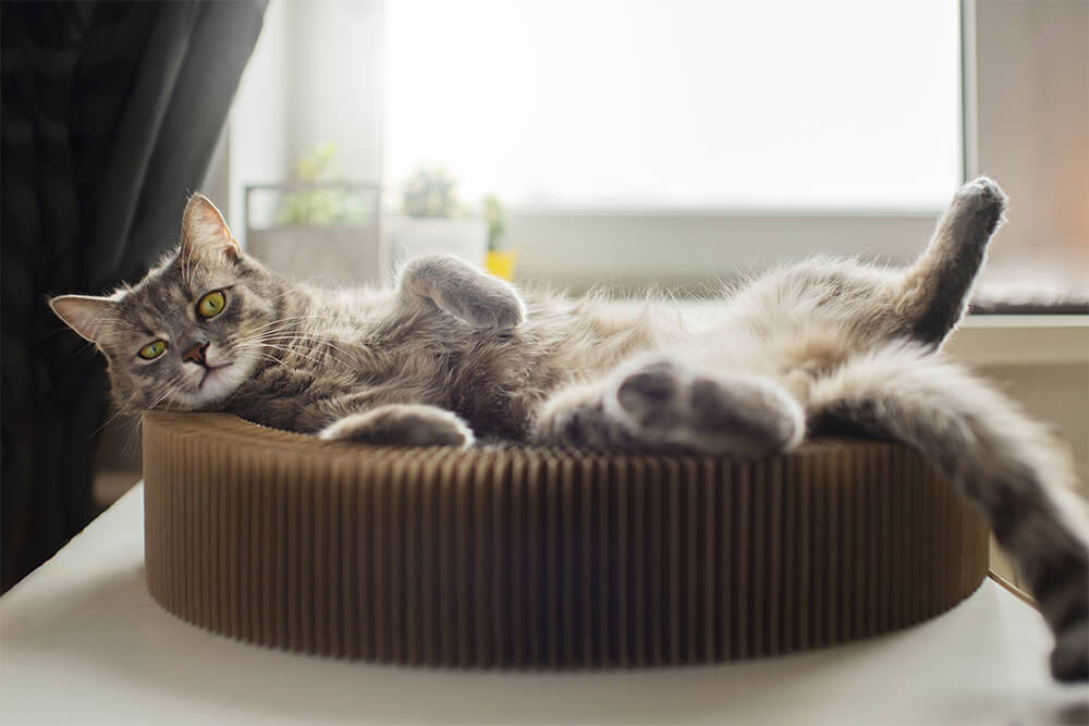 What Type of Bed Do Cats Prefer?