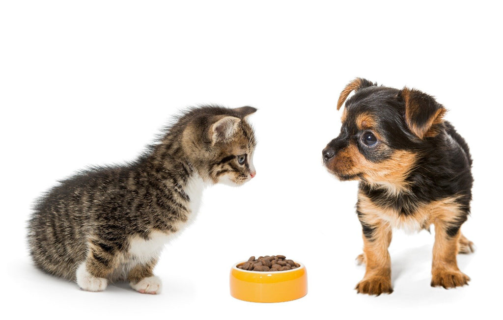 The Importance of Choosing High-Quality Pet Food and Supplies