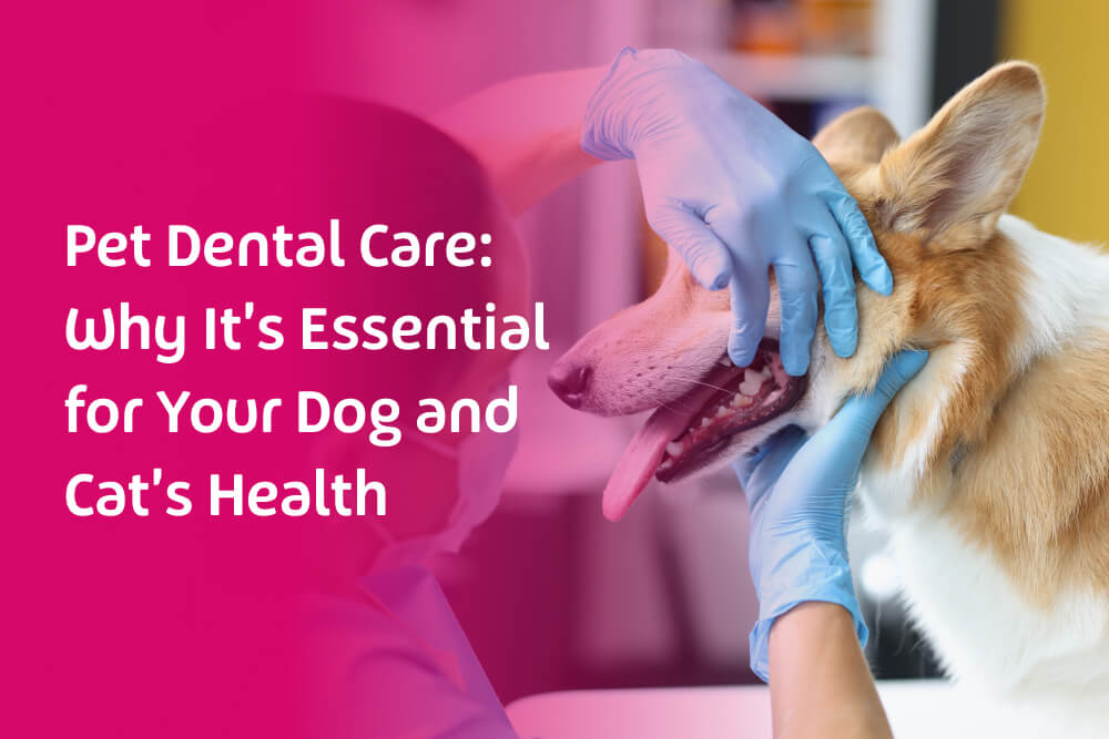 Veterinarian examining a dog's teeth during a pet dental care checkup.