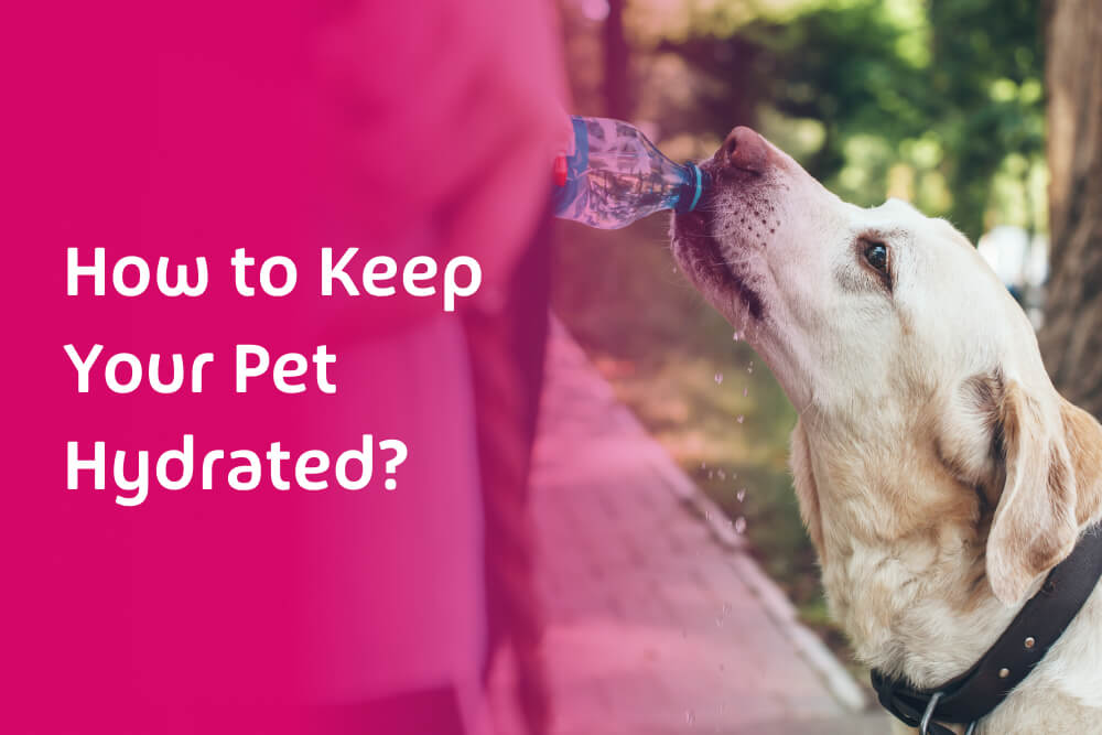 How to Keep Your Pet Hydrated: Importance of Water in Pet Nutrition