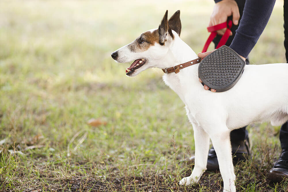 What are the best dog harnesses of 2024?