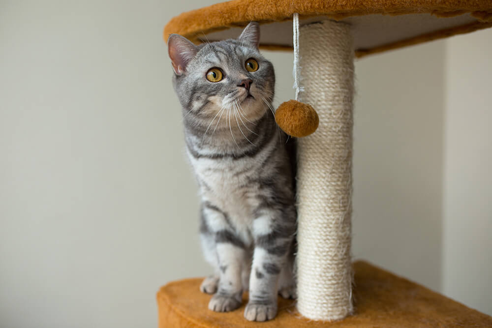 What types of toys are best for cats?