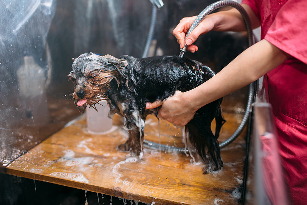 Essential Dog Grooming Tips for Summer 