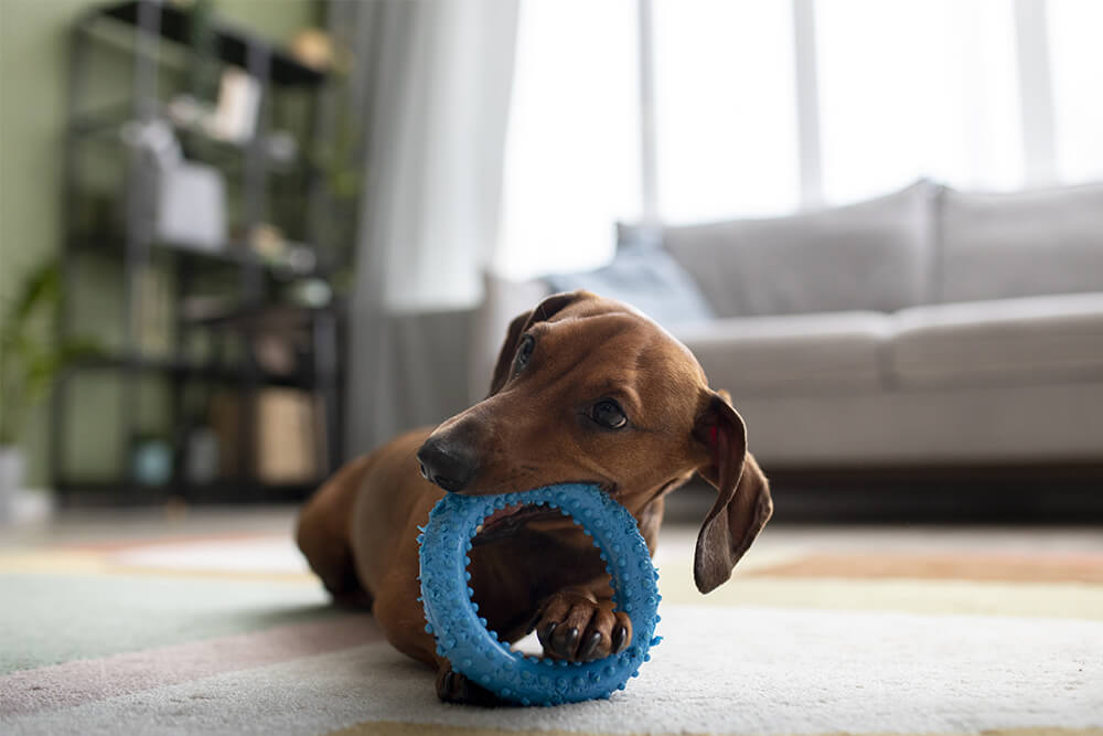 Interactive Dog Toys: Keeping Your Pup Active and Engaged